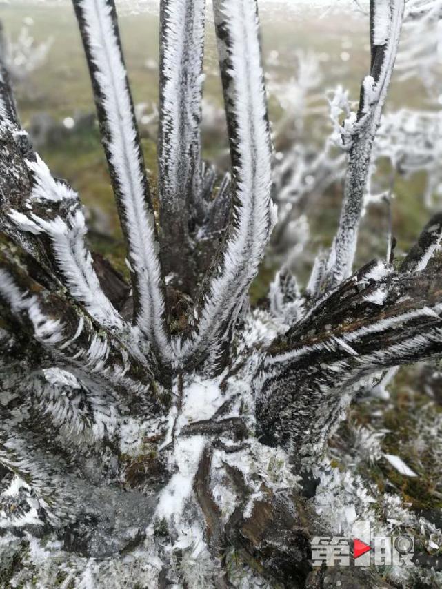 重慶迎下半年首場降雪！ 城口一景區(qū)的樹變“白”了