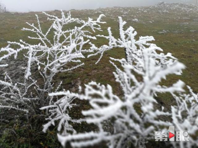 重庆迎下半年首场降雪！ 城口一景区的树变“白”了