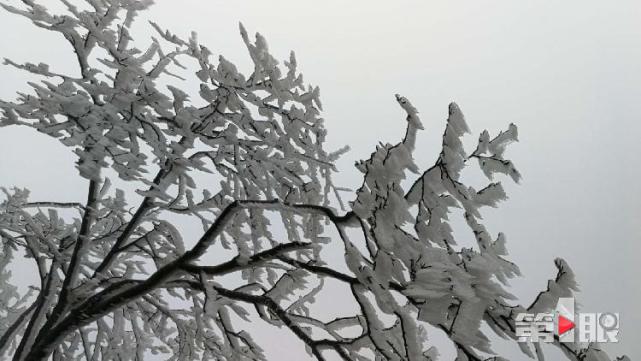 重慶迎下半年首場降雪！ 城口一景區(qū)的樹變“白”了