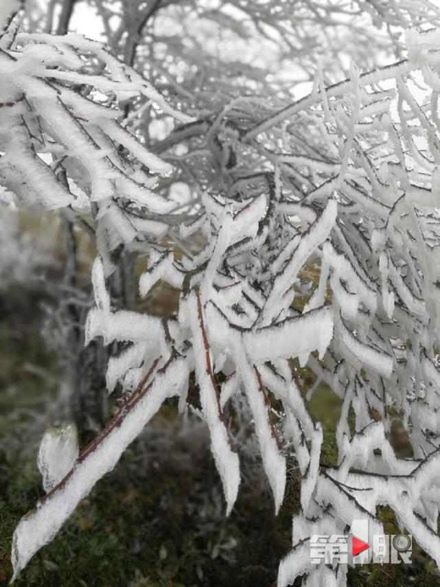 重庆迎下半年首场降雪！ 城口一景区的树变“白”了