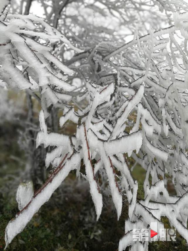 重慶迎下半年首場降雪！ 城口一景區的樹變“白”了