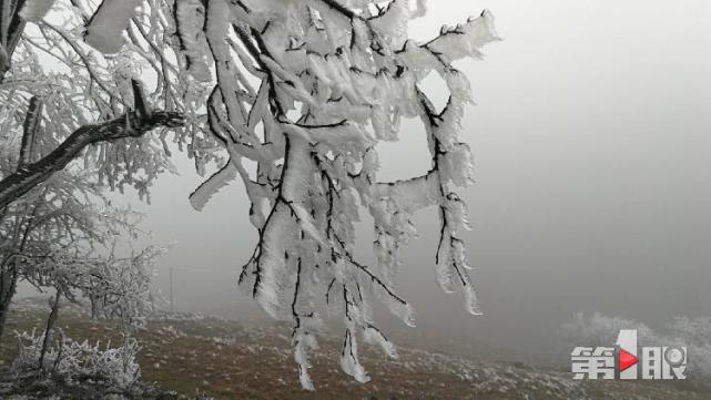 重慶迎下半年首場降雪！ 城口一景區的樹變“白”了