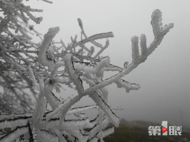 重慶迎下半年首場降雪！ 城口一景區的樹變“白”了