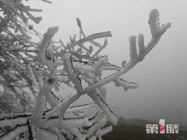 重慶迎下半年首場降雪！ 城口一景區(qū)的樹變“白”了