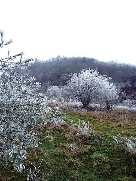 重庆迎下半年首场降雪！ 城口一景区的树变“白”了