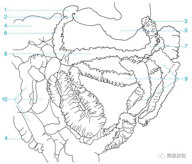 ileocecal, 1 duodenal bulb 十二指肠球部,2 pyloric antrum 幽门窦,3 duodeno
