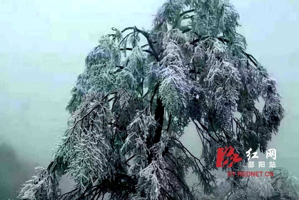 邵阳迎来今冬第一场雪 湖南多地迎首场雾凇