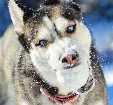 哈士奇不是真的傻 只是在城市里高温限制了它的智商 只要到了下雪