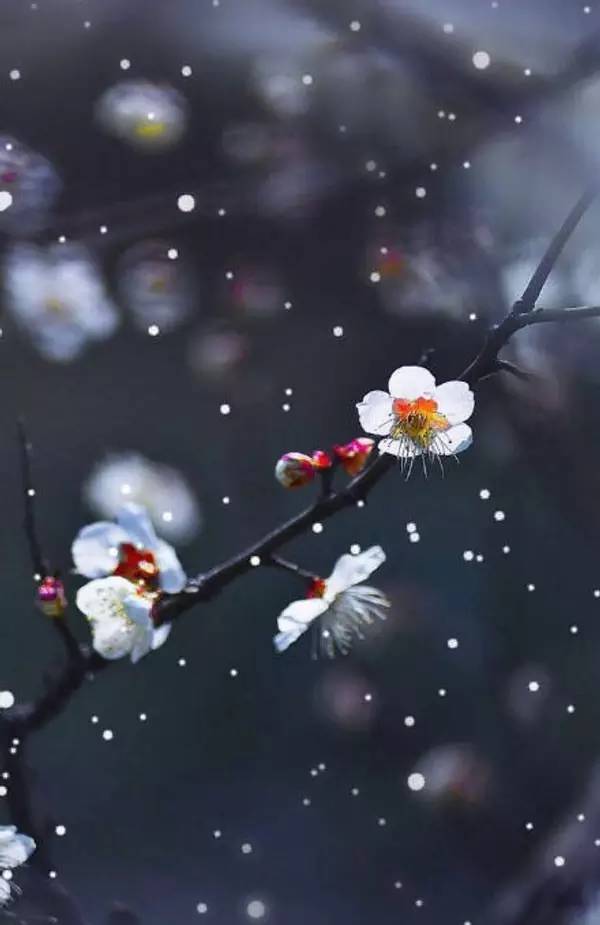 一剪梅花开,为有暗香来