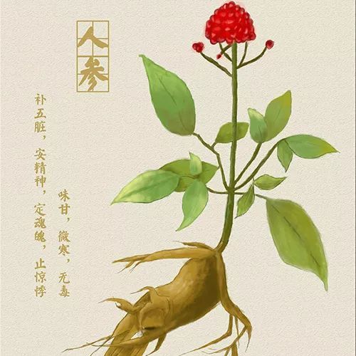 虎爪风的功效与作用
