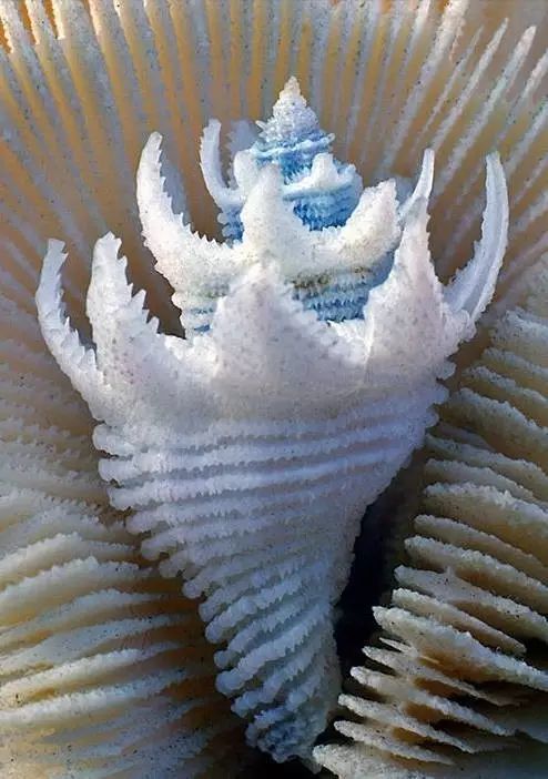 罕见海螺王从未见过太漂亮了