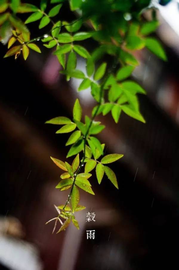 今日谷雨:风吹雨洗一城花,何似西窗谷雨茶