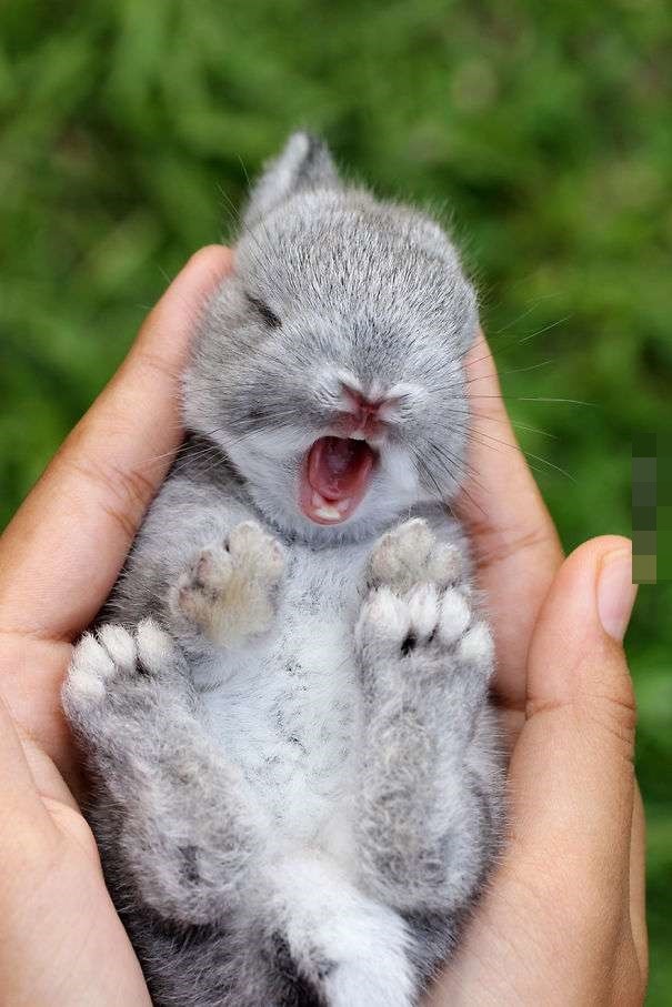 这是刚出生不久的小兔子呢.