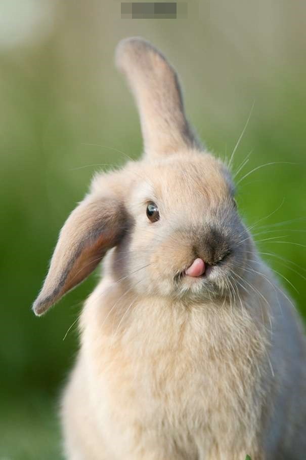 看着毛茸茸又一脸萌样的小兔子,每天的心情都会很好