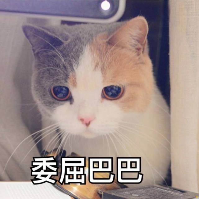 委屈猫咪表情包别说了我要离家出走了