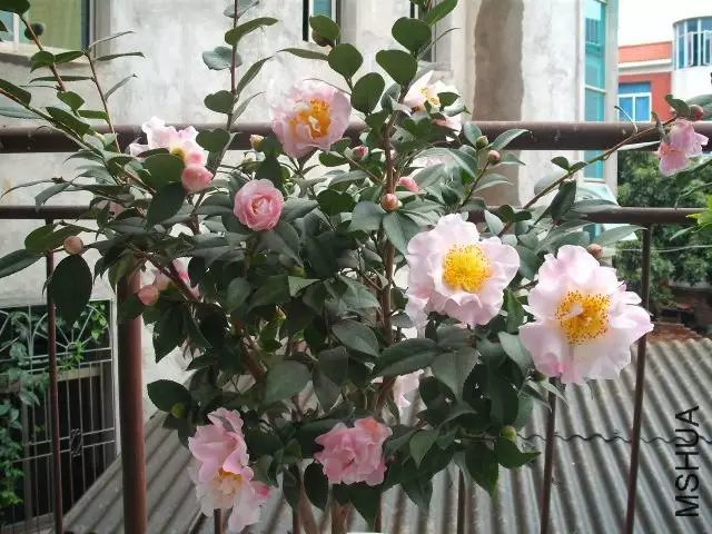 山茶花品种:花牡丹山茶花品种:高帽子山茶花品种