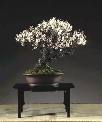 冬天,就该赏梅花盆景