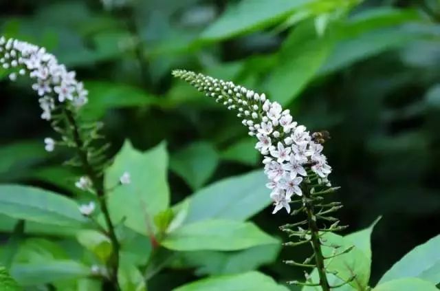 又名假辣蓼,泥鳅菜.生于山坡,溪边,低草丛潮湿地.夏,秋季采收.