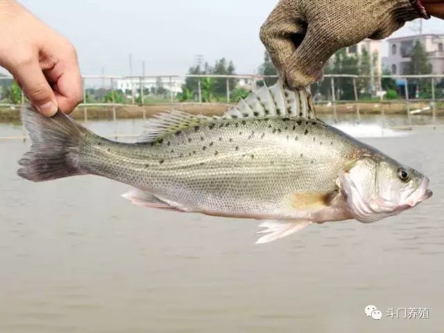 金目鲈(也叫盲曹,澳洲肺鱼)