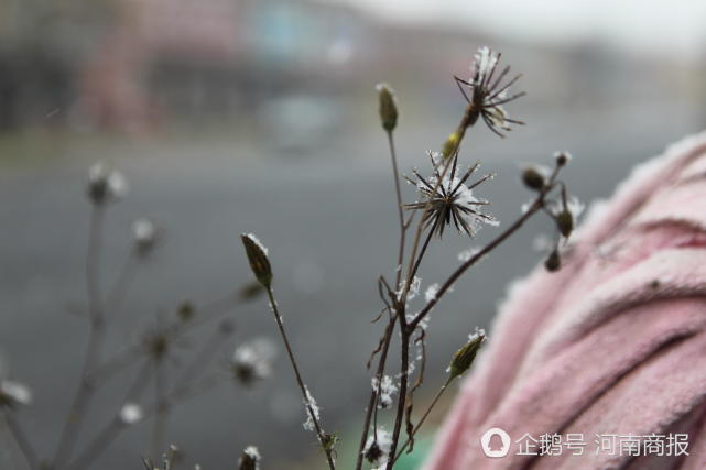 河北那些天圆下雪啦 您那下了吗