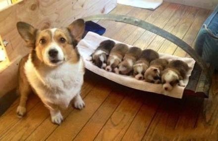 这一窝狗崽子，简直看不下去._订阅_腾讯网