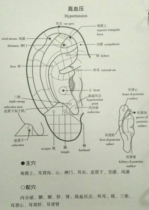 耳诊笔记总结