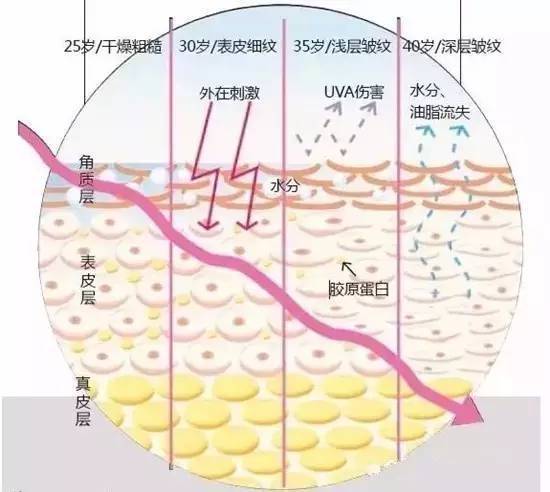 1,角质层富含角蛋白,能抵抗摩擦,防止体液外渗和化学物质内侵; 2