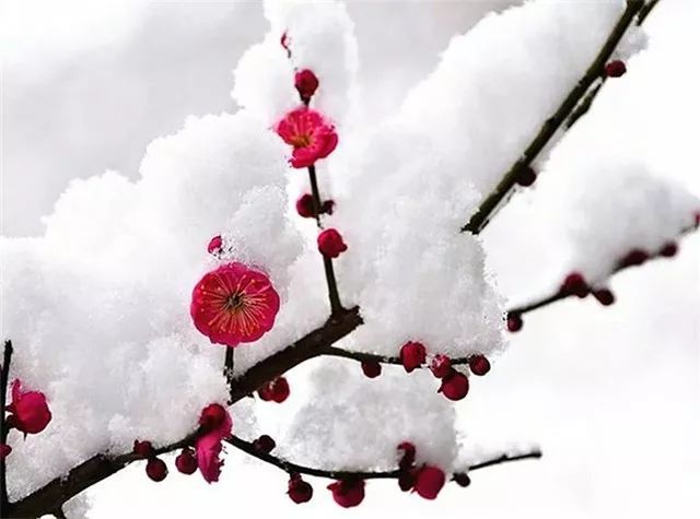 朵朵梅花 为什么这么欢喜 亲爱的,你可知 梅花 生来懂得 没有一片雪花