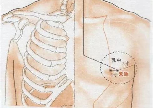 乳痈,乳少等乳房疾患 咳嗽,气喘,胁肋疼痛 重塑胸部,改善乳房.