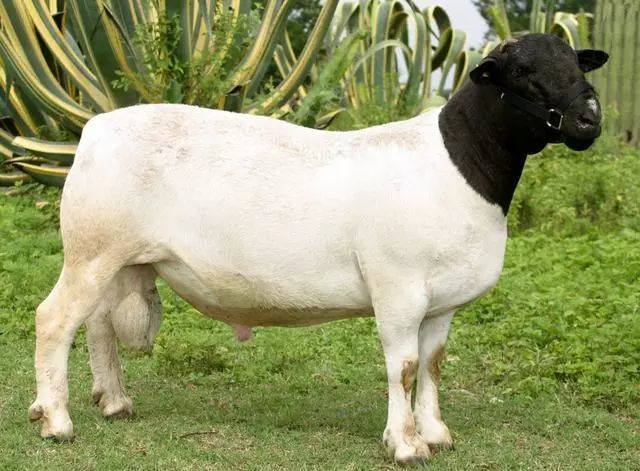 6,杜泊羊:杜泊肉用绵羊原产于南非,是由有角陶赛特羊和波斯黑头羊