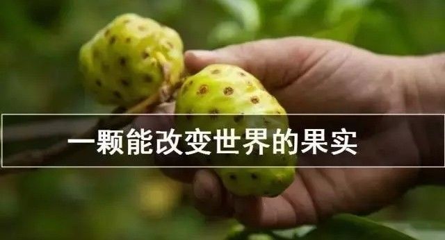 坚持服用诺丽果给你16大改变用量是关键