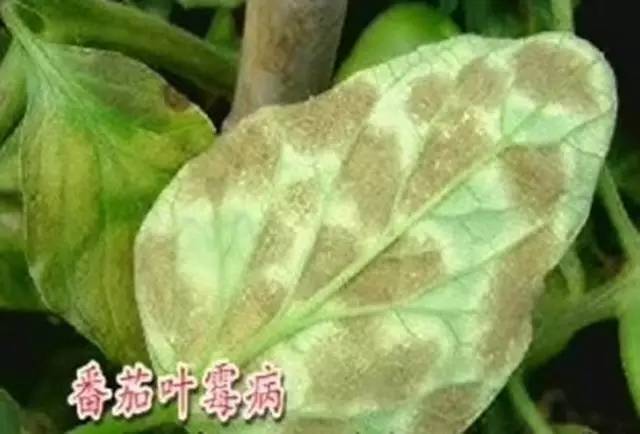 10,番茄叶霉病,斑叶病和炭疽病的防治