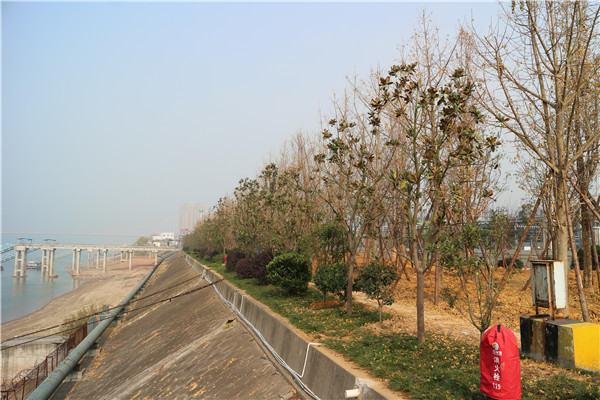 宜昌长江岸线复绿 计划植树25万余株