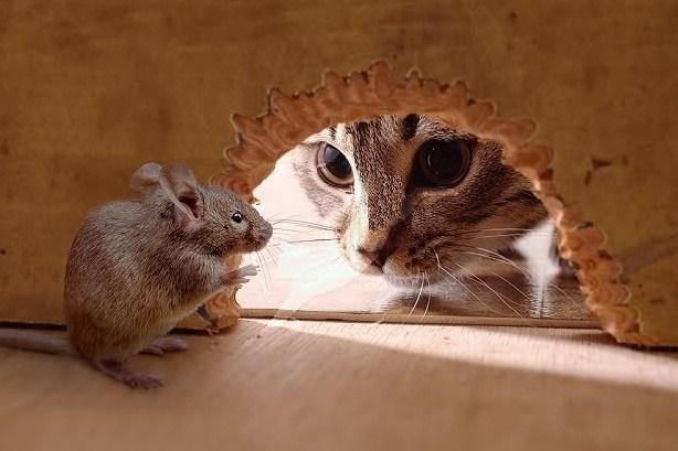 猫咪吃老鼠会影响健康吗 为什么猫一看见老鼠就兴奋的