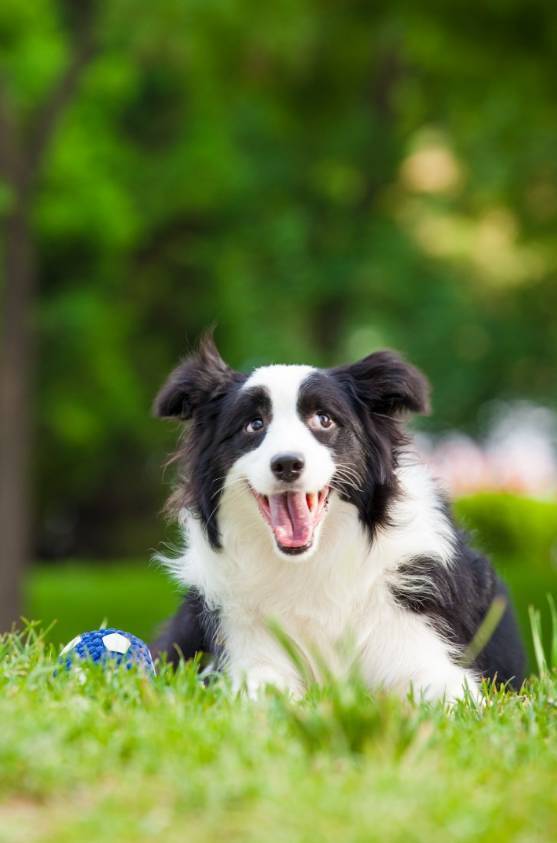 这就是边境牧羊犬!