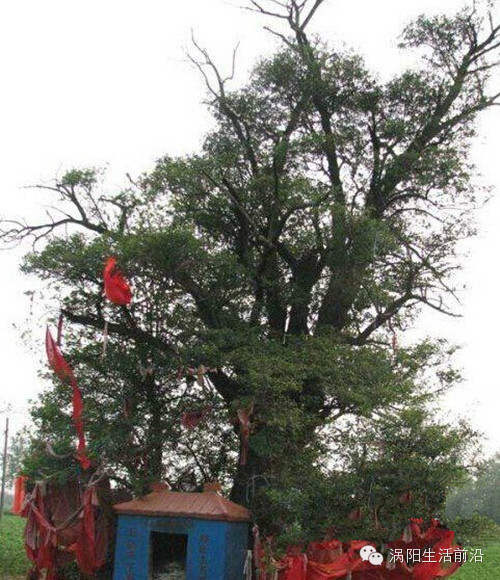 公吉寺镇李桥村古柘树,树龄800年,树高9.6m,胸围345cm,为一级古树.
