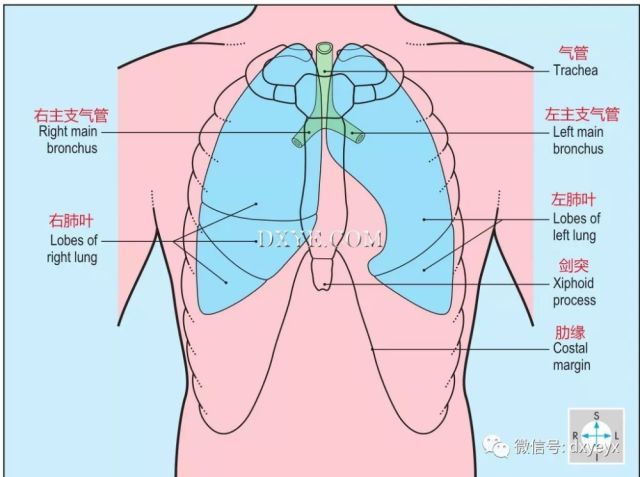 人体解剖学,彩色图谱"高清中英文对照图解"8-2-胸部