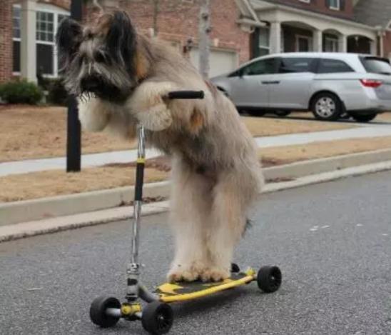 其它狗狗遛弯走路,这只狗狗却用滑板车代步,成