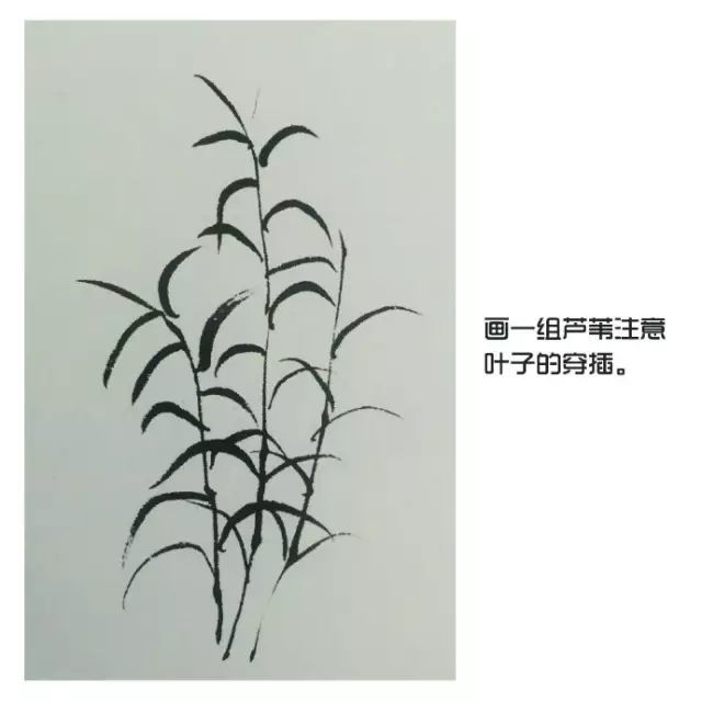 国画入门教程|芦苇的画法