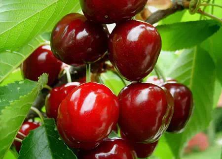 你会挑水果吗?如何挑选西瓜、火龙果、山竹、