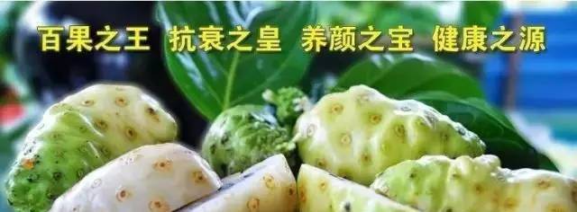 诺丽果真的有用吗?真相被曝光!