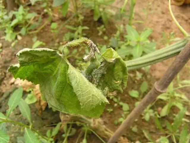 病原菌种类:低等真菌病害危害部位:嫩茎,叶片,瓜危害种类:黄瓜,南瓜