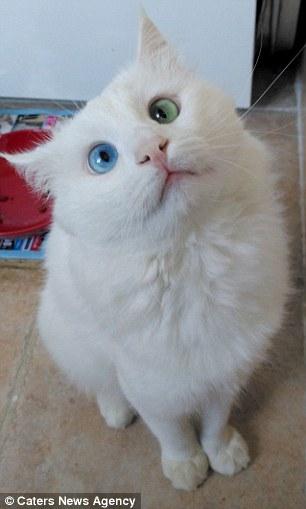 最美网红猫双瞳异色 网友称有催眠魔力