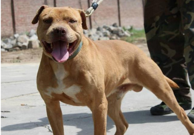 狗厉害排名_什么狗厉害排名第一