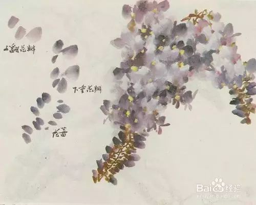 紫藤花的写意,没骨,工笔,白描画法,这下全了!