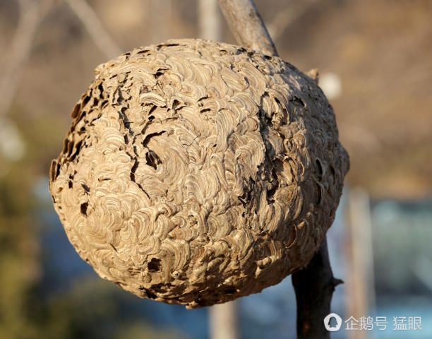 老爷子摘三个巨型土蜂窝,在民间可当偏方,土蜂利害能