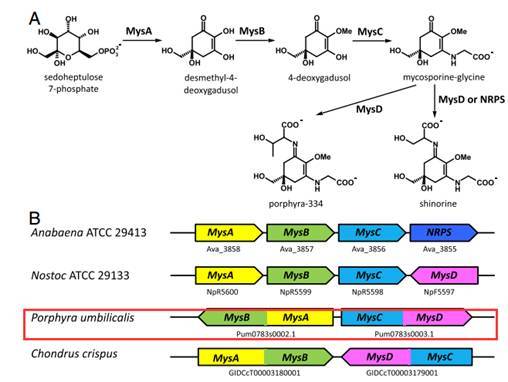 来自pnas的紫菜基因组分析思路