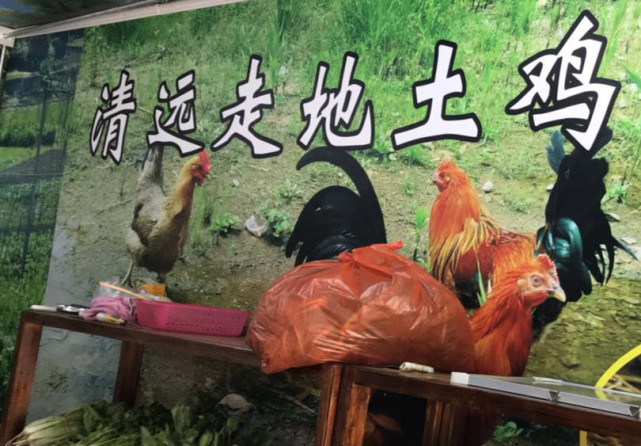 看准了!广东四大名鸡中 有两种是国家级的