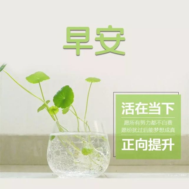 微信早安正能量问候语发说说的励志唯美句子