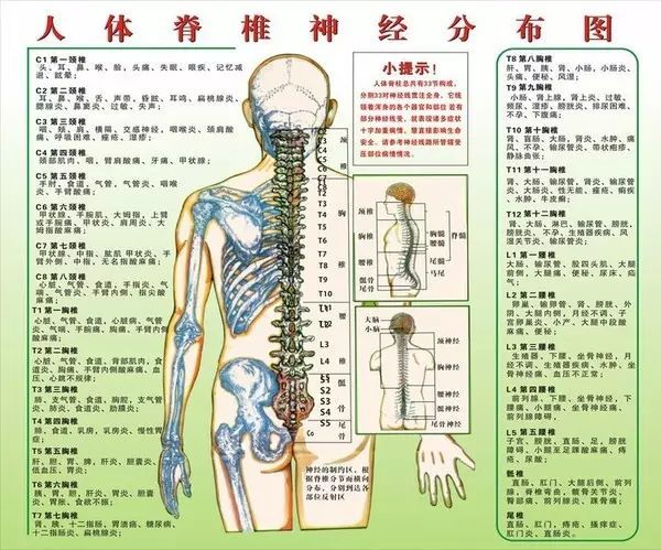 病在脊柱害在内脏